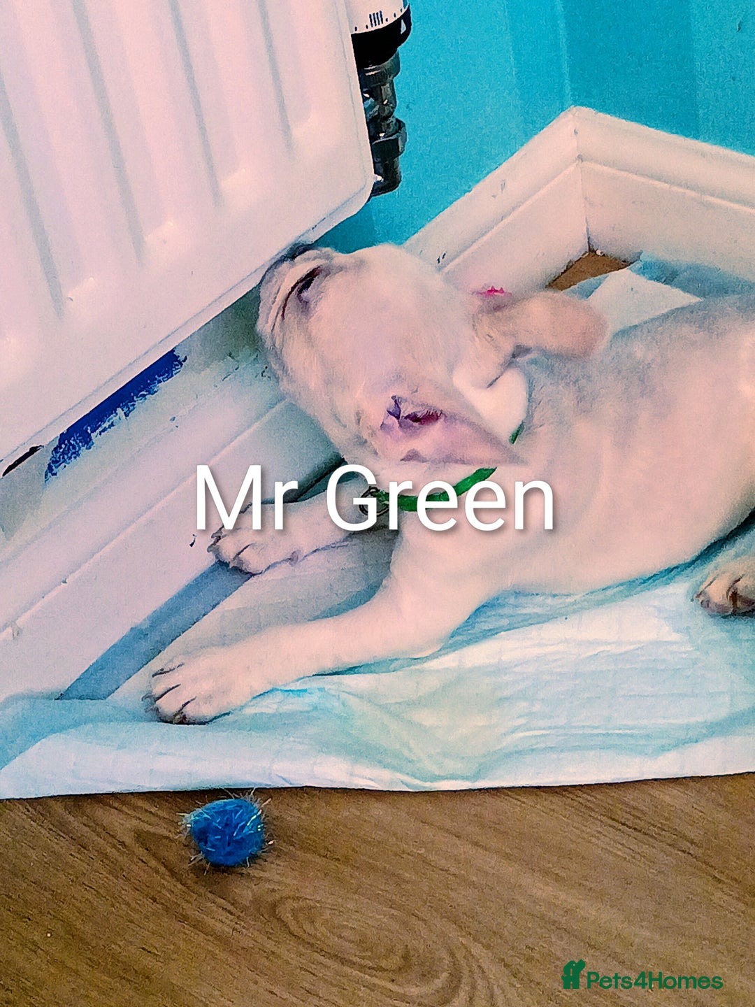 French Bulldog dogs for sale: Quality chunky French bulldog fluffy carriers  - Image 17