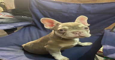 French Bulldog dogs - Advert 14