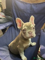 French Bulldog dogs - Advert 10
