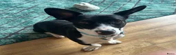 Mixed Breed dogs for adoption: Meet Mash 😍  in Edinburgh - Advert 1