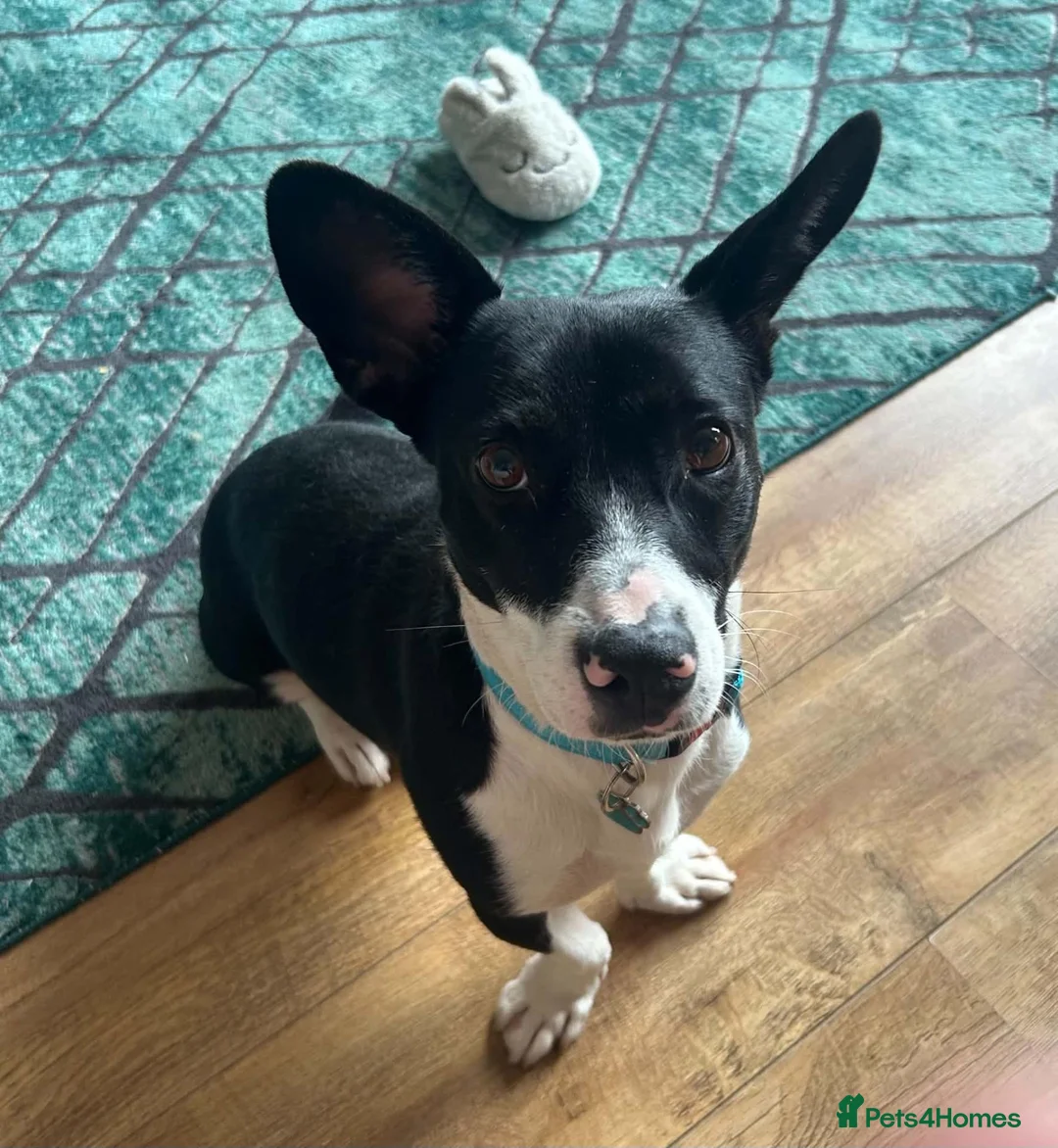 Mixed Breed dogs for adoption: Meet Mash 😍  in Edinburgh - Advert 1