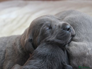Cane Corso dogs Cane Corso Puppies from Exceptional Bloodlines - Advert 4