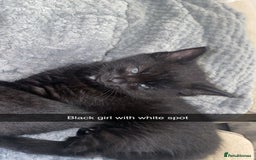 Domestic Shorthair cats for sale: Beautiful black and white and black kittens  - Image 5
