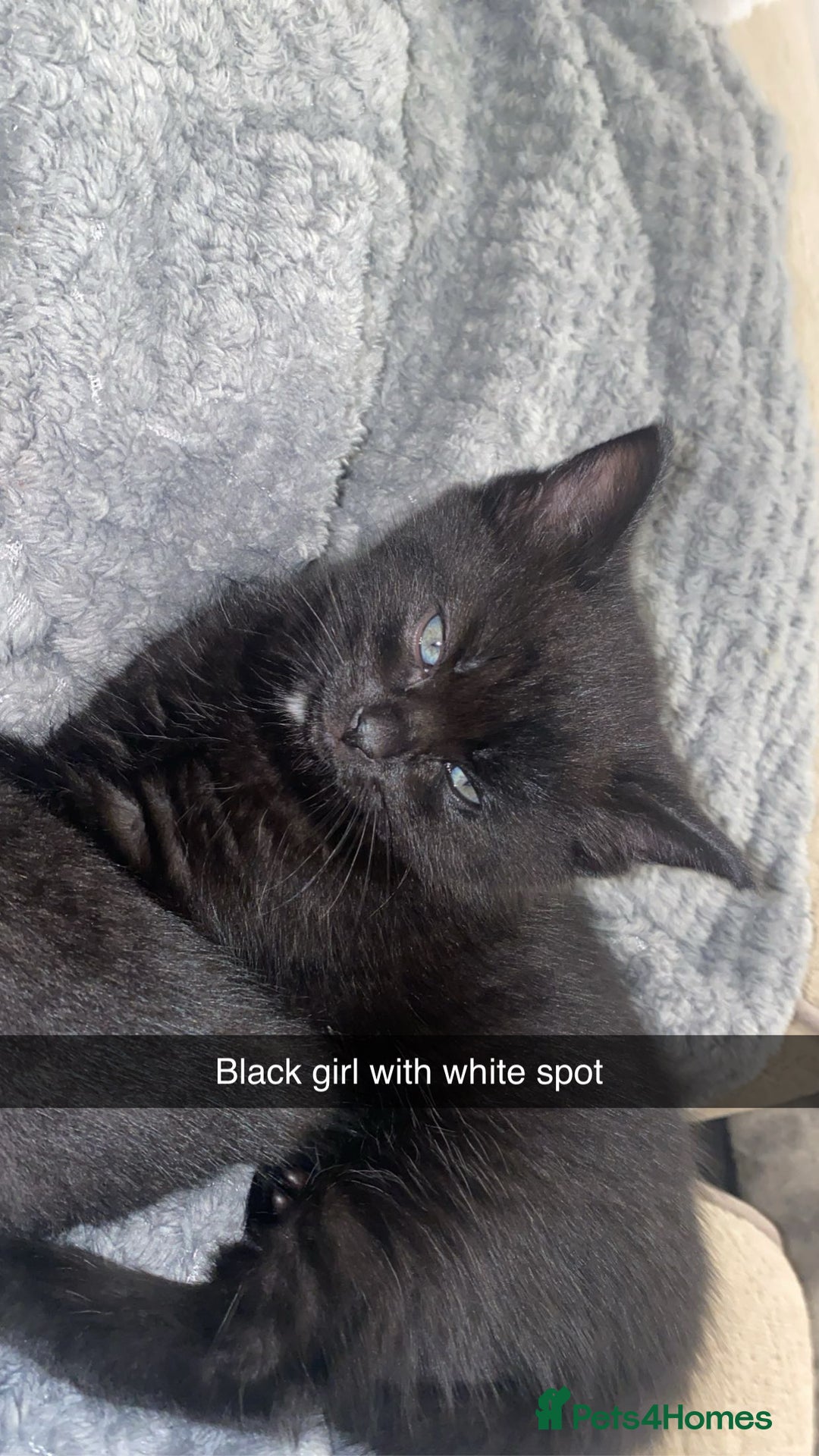 Domestic Shorthair cats for sale: Beautiful black and white and black kittens  - Image 5