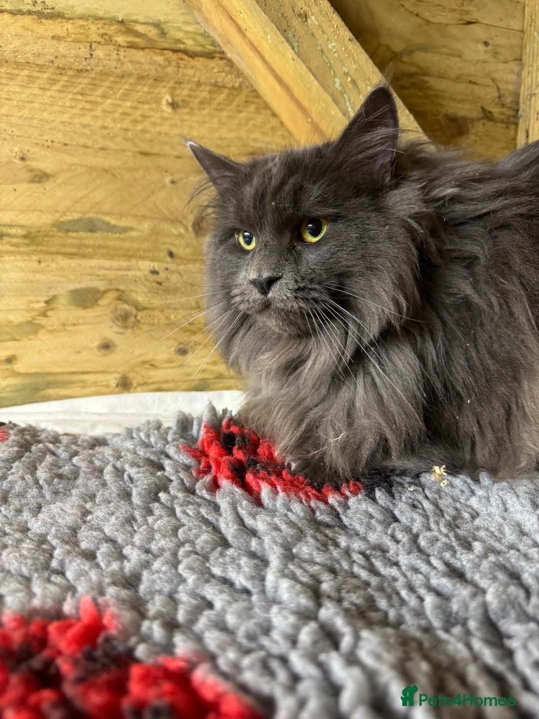 Maine Coon cats for stud: GCCF Blue Smoke Maine Coon Stud in Thetford - Advert 4