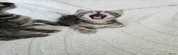 Bengal cats for sale: Bengal cross kittens - Advert 29