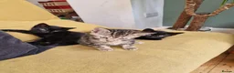 Mixed Breed cats for sale: Russian Blue & Bengal Cross kittens - Advert 11