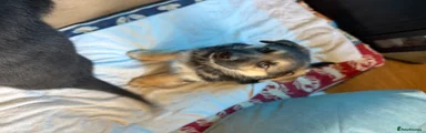 German Shepherd Puppy 5