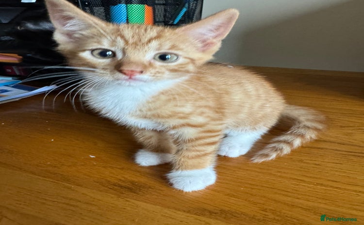 Mixed Breed cats - Advert 5