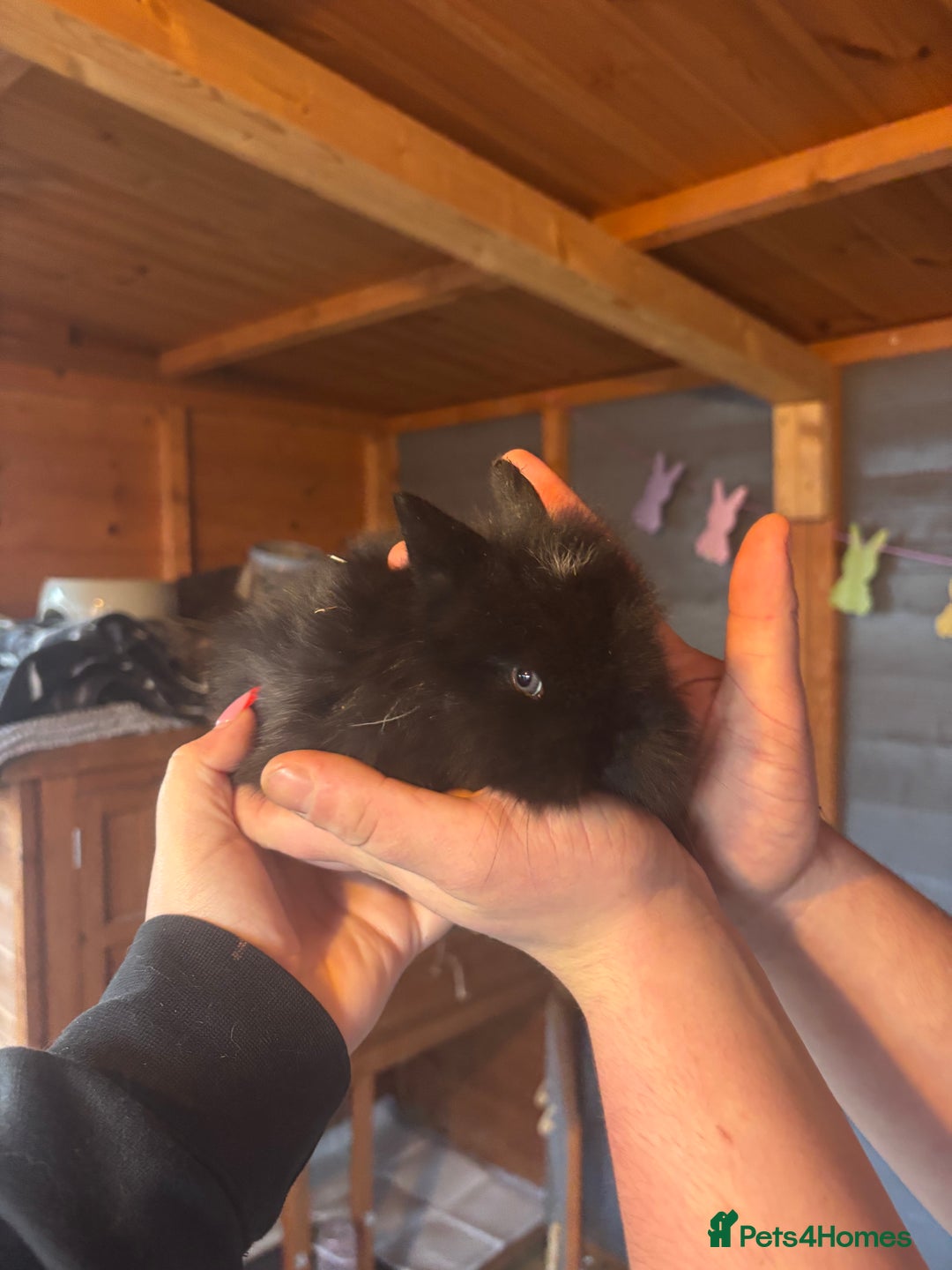 Lionhead rabbits for sale: Lion head bunnies available 🐰 - Advert 19