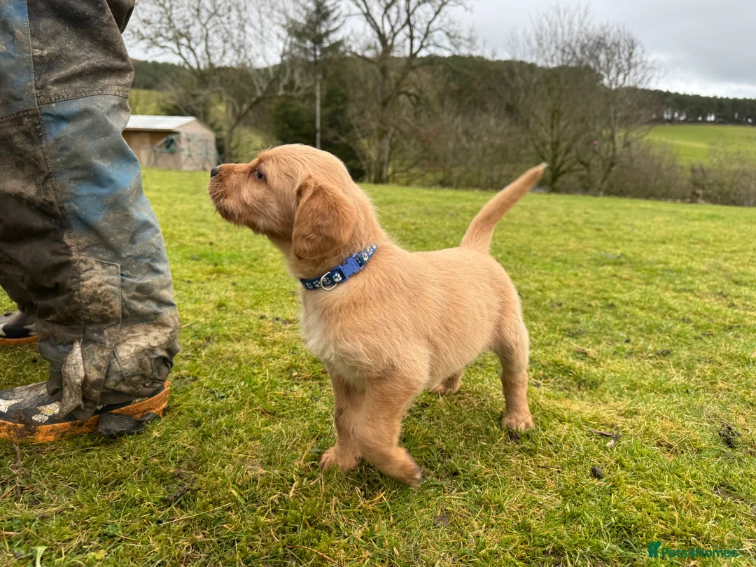 Labradoodle dogs for sale: Labradoodle F1 Puppies Health Tested Parents   - Advert 19