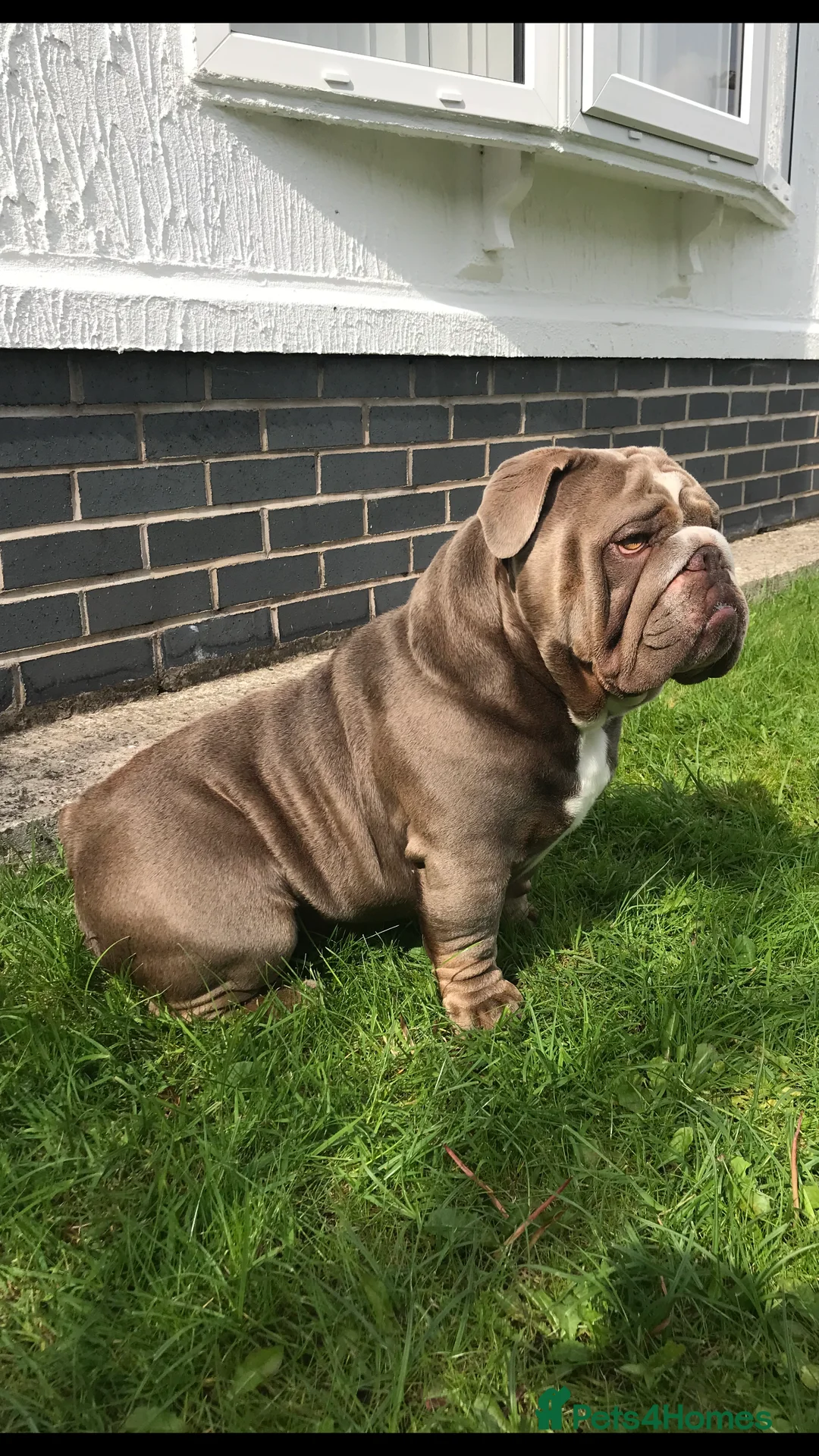 English Bulldog dogs for stud: F1 Stud dog  - Advert 10