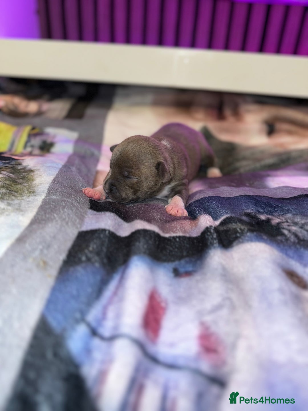 Staffordshire Bull Terrier dogs for sale: Staffordshire Bull Terrier Puppies - Image 16