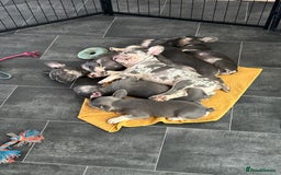 French Bulldog dogs for sale: LAST 2 REMAINING Beautiful French Bulldog Pups in Waltham Cross - Image 25