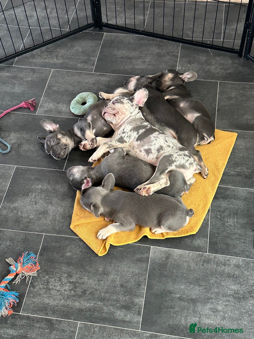 French Bulldog dogs for sale: LAST 2 REMAINING Beautiful French Bulldog Pups in Waltham Cross - Image 25