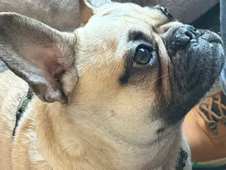 Frug dogs Frug - Advert 13