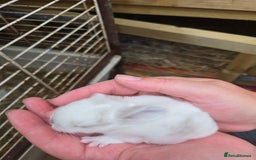 Mini Lop rabbits for sale: Stunning selection of mini lops ready for securing - Image 13