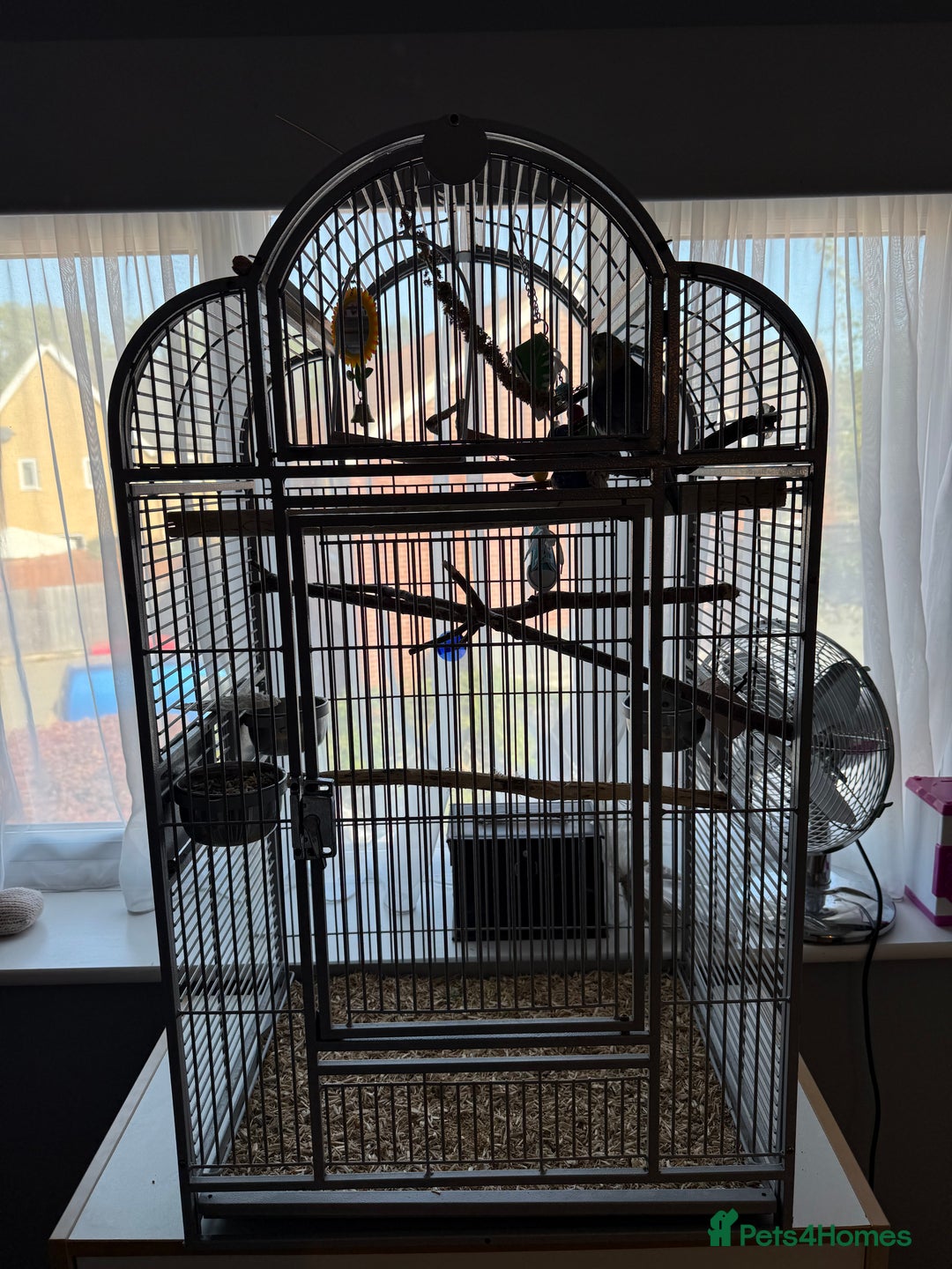 Cockatiels birds for sale: Buddy the cockatiel And cage!  - Image 3