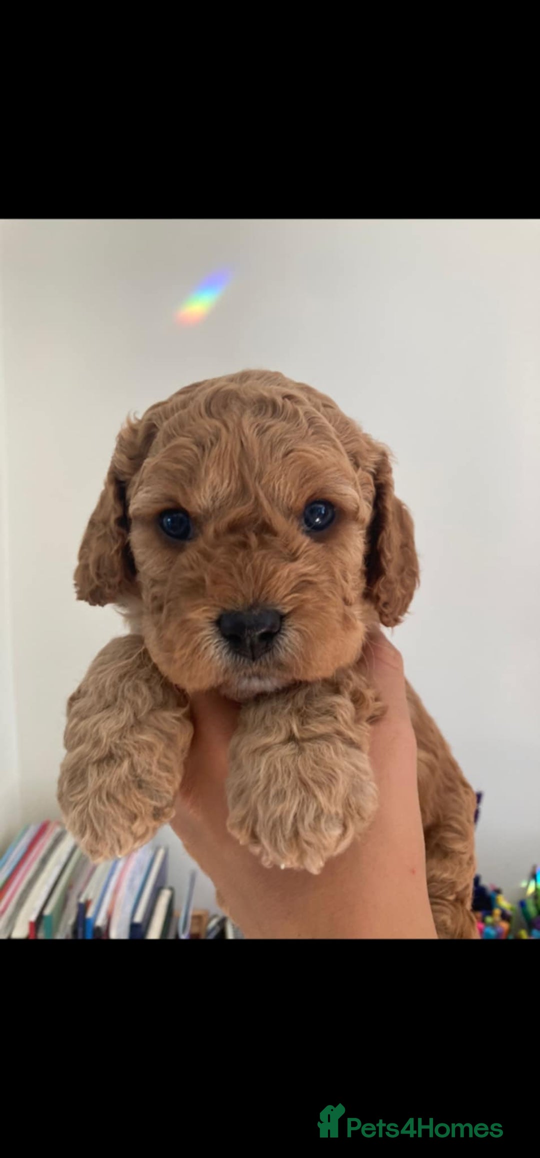 Cavapoo dogs for sale: Male cavapoo - Image 3