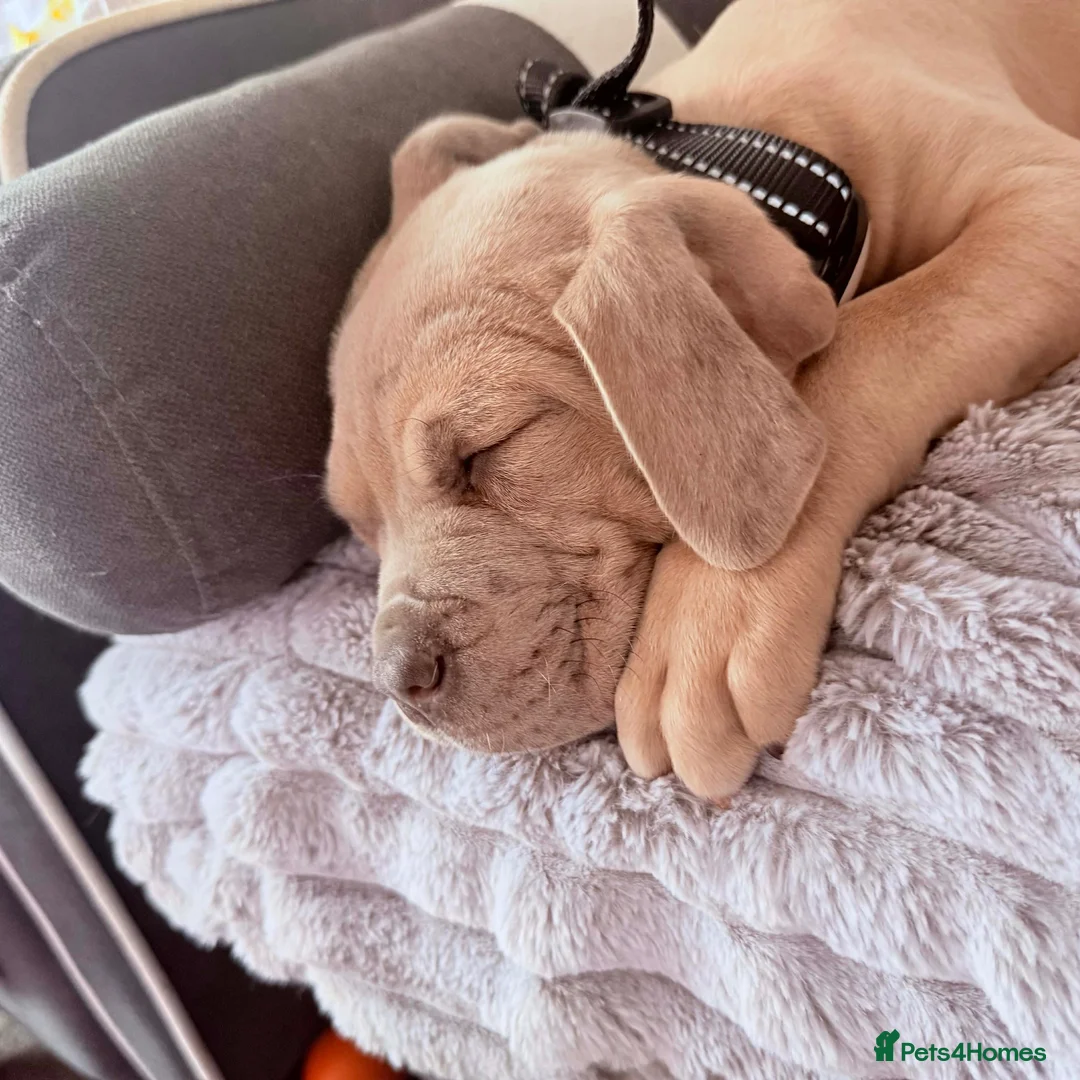 Mixed Breed dogs for sale: Cane corso cross Neapolitan  - Advert 4