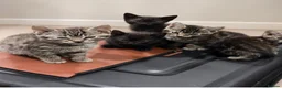 Mixed Breed cats for sale: 6 playful kittens for sale! - Advert 2