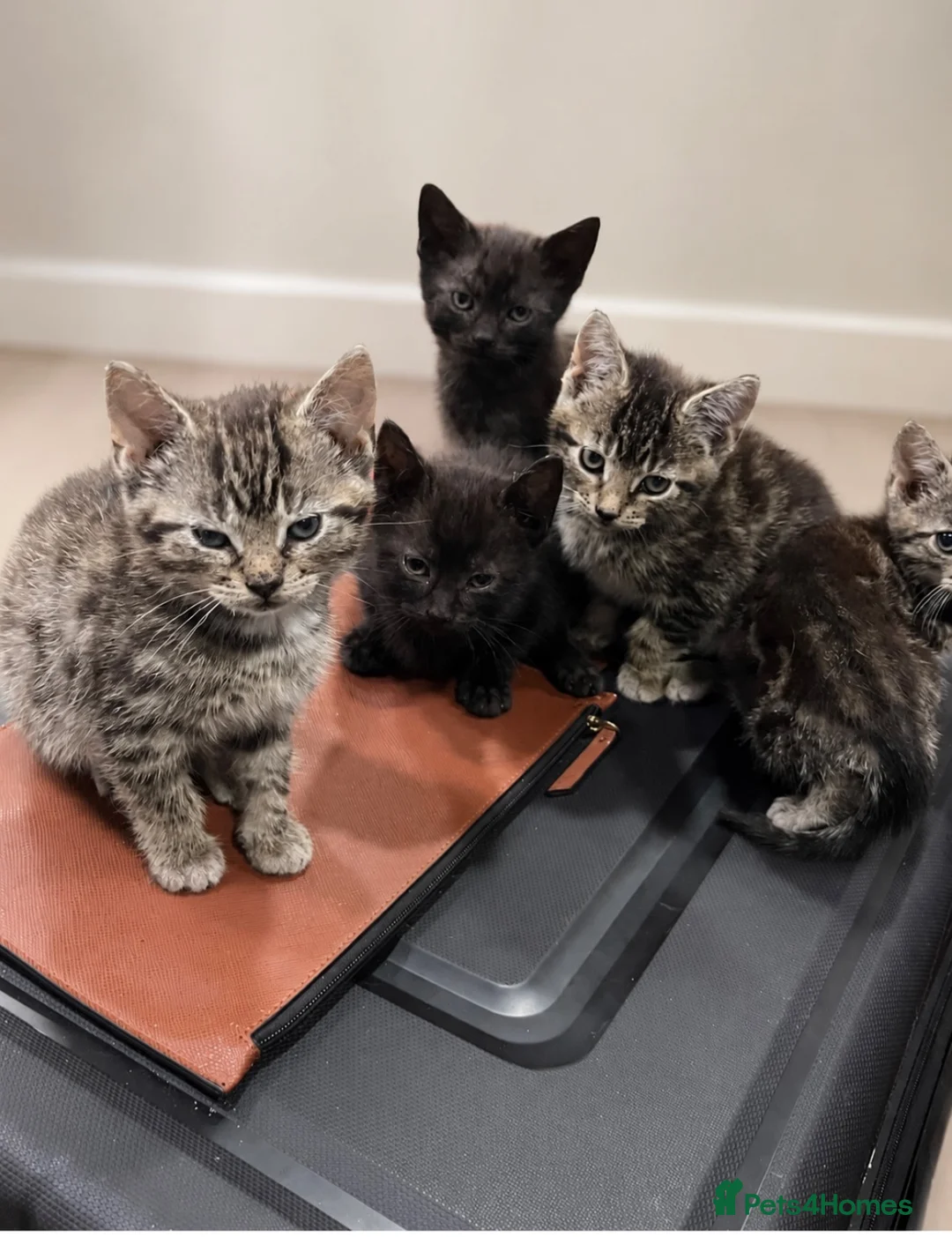 Mixed Breed cats for sale: 6 playful kittens for sale! - Advert 2