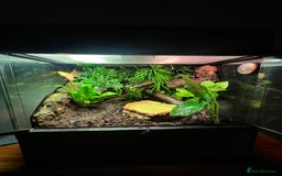 Gecko reptiles for sale: Female Crested Gecko and set up - Image 2
