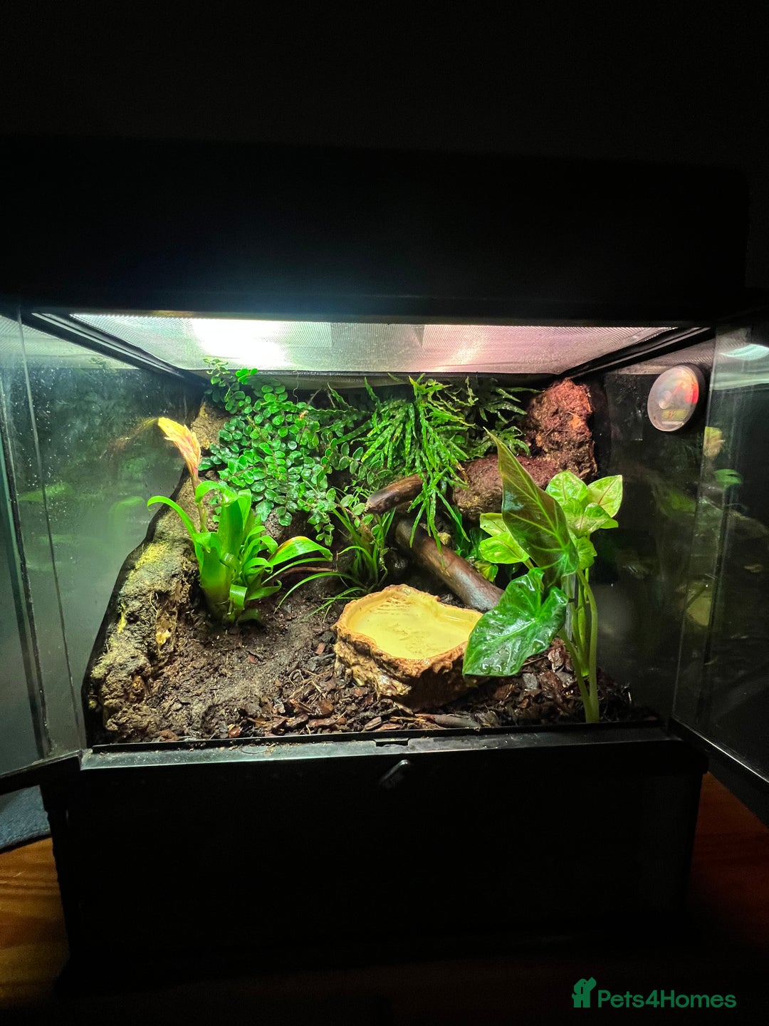 Gecko reptiles for sale: Female Crested Gecko and set up - Image 2