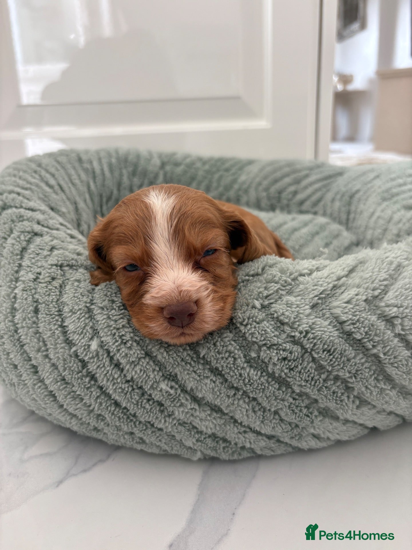 Cocker Spaniel dogs Cocker spaniel puppies - Advert 2