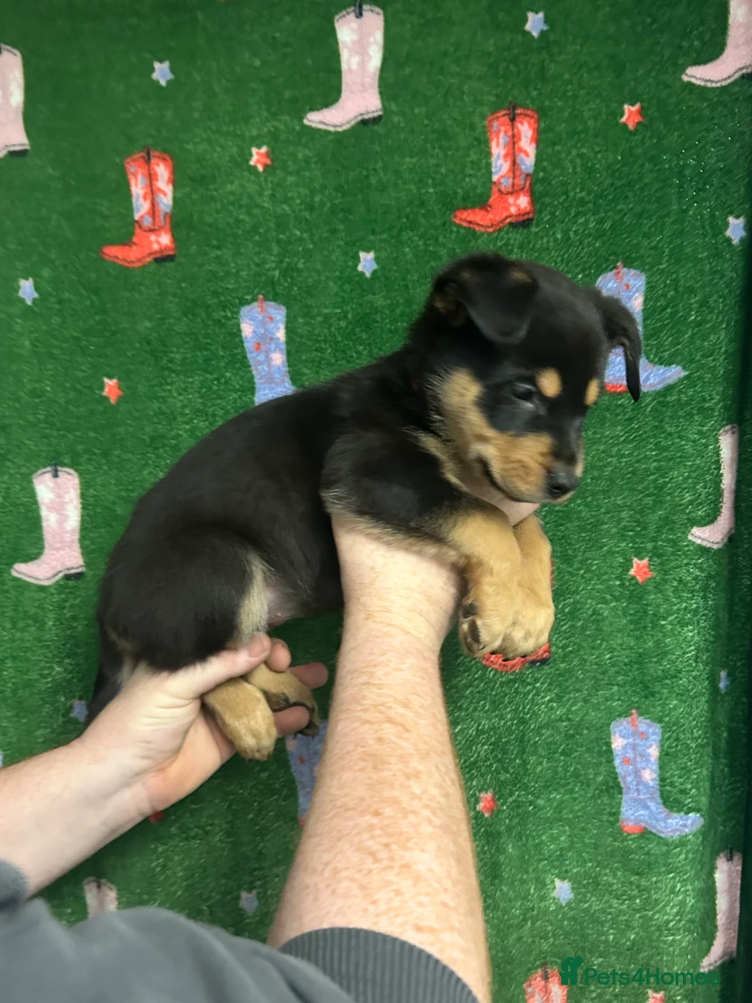 Mixed Breed dogs for sale: Swiss Shepherd Rottweiler mix - Advert 15