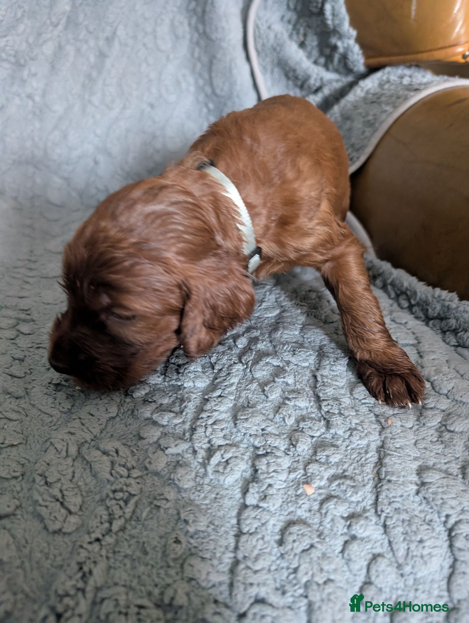 Irish Setter dogs Irish setter Puppies - Advert 2