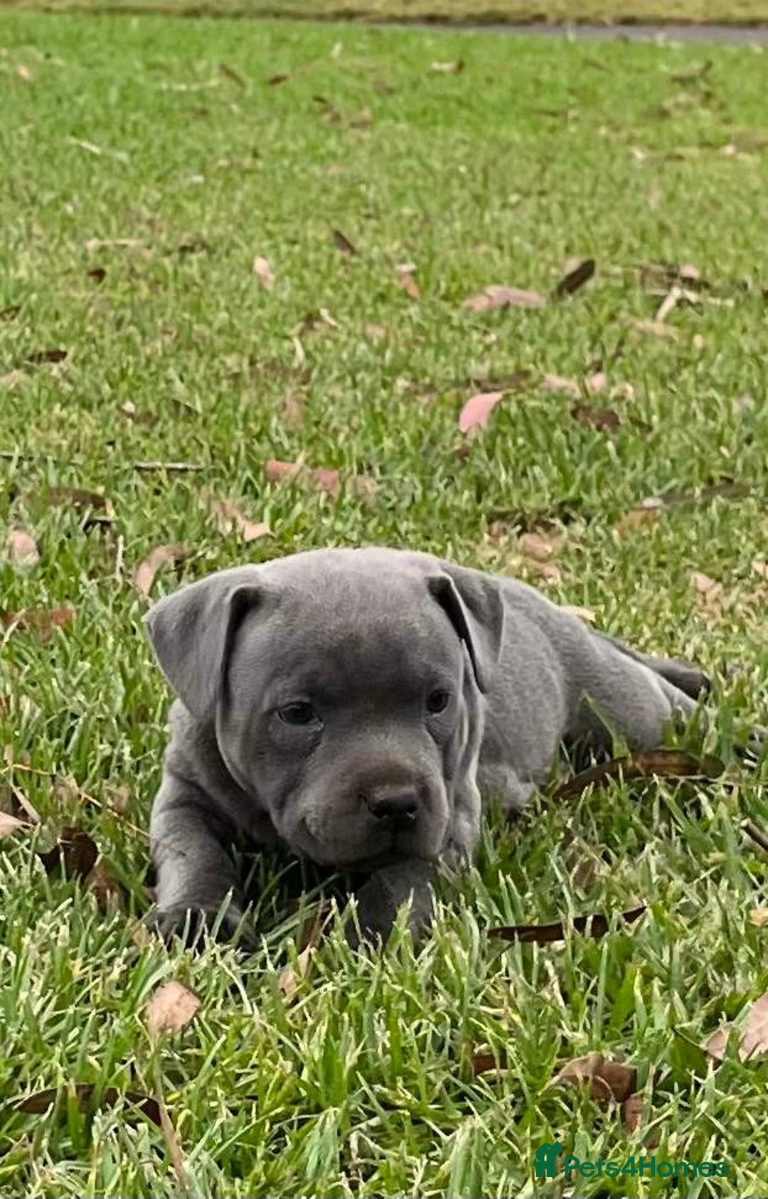 Staffordshire Bull Terrier dogs for sale: blue Staffordshire  puppies for sale - Advert 1