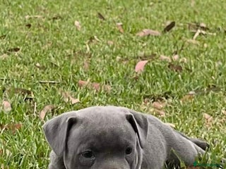 Staffordshire Bull Terrier dogs blue Staffordshire puppies for sale - Advert 6