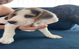 Beagle dogs for sale: 2 Beagle puppies‼️Ready to leave NOW‼️ - Image 17