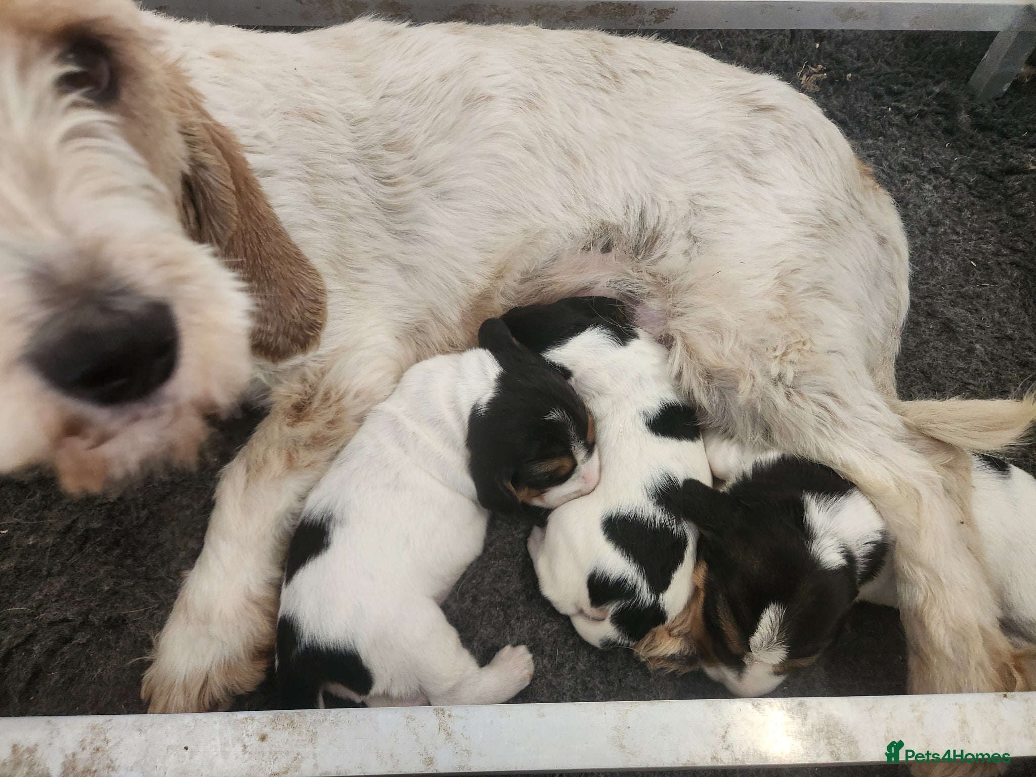 Basset Griffon Vendeen dogs Griffon grand bassets  - Advert 6
