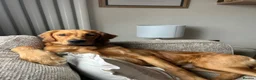 Golden Retriever dogs for stud: Working Golden Retriever for Stud - Advert 5