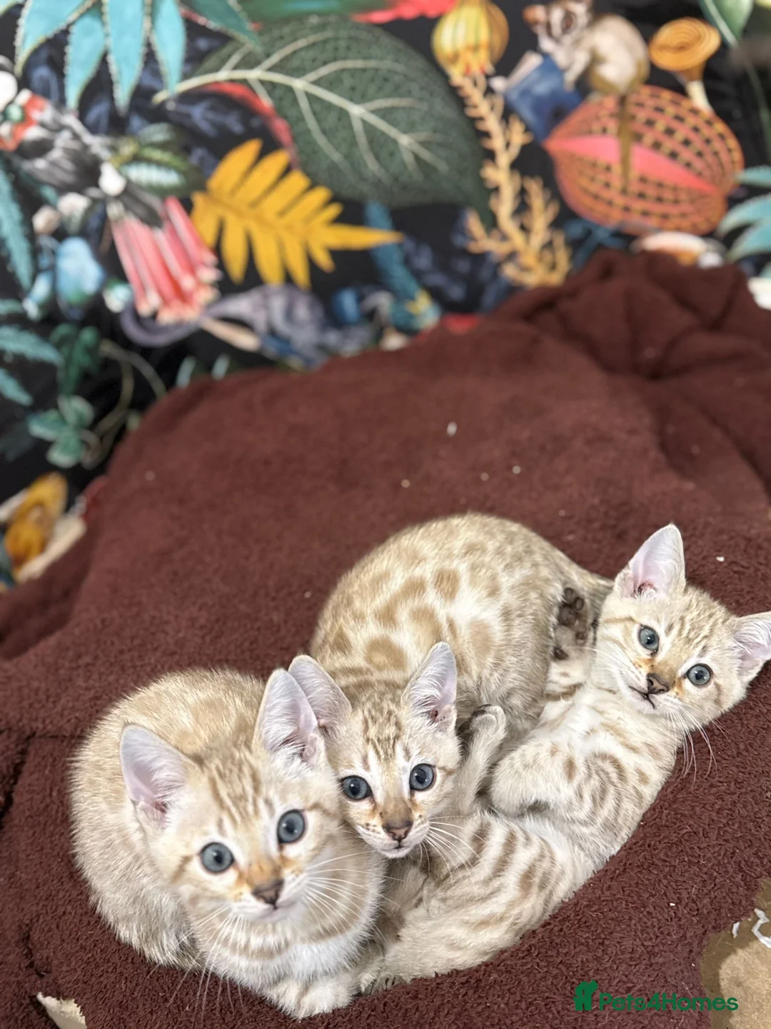 Bengal cats for sale: TICA Registered Bengals - Advert 3