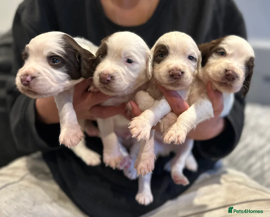 English Springer Spaniel dogs for sale: Kc registered working English springer spaniels  - Advert 1