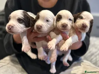 English Springer Spaniel dogs Kc registered working English springer spaniels - Advert 4