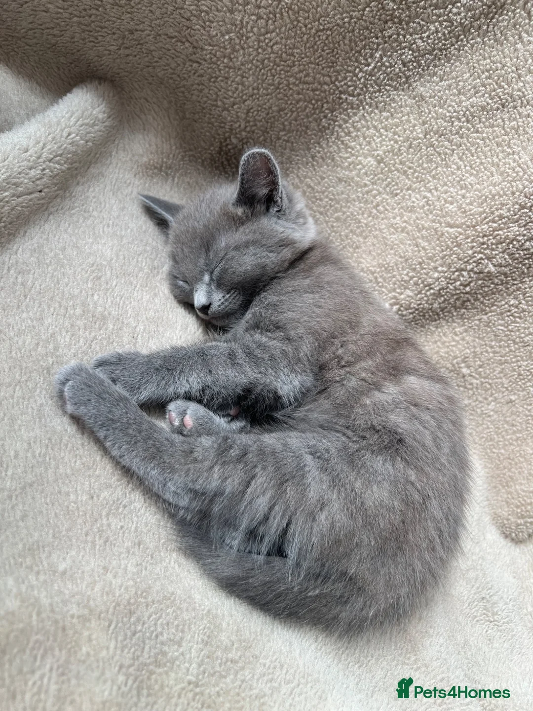 Mixed Breed cats for sale: Russian blue mixed breed kittens  - Advert 2