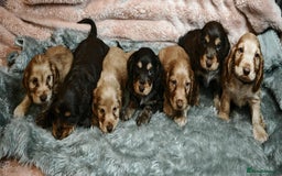 Cocker Spaniel dogs for sale: STUNNING LITTER OF KC SHOW COCKER SPANIEL PUPS!  - Image 28