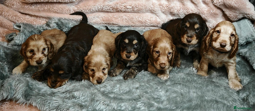 Cocker Spaniel dogs for sale: STUNNING LITTER OF KC SHOW COCKER SPANIEL PUPS!  - Image 28