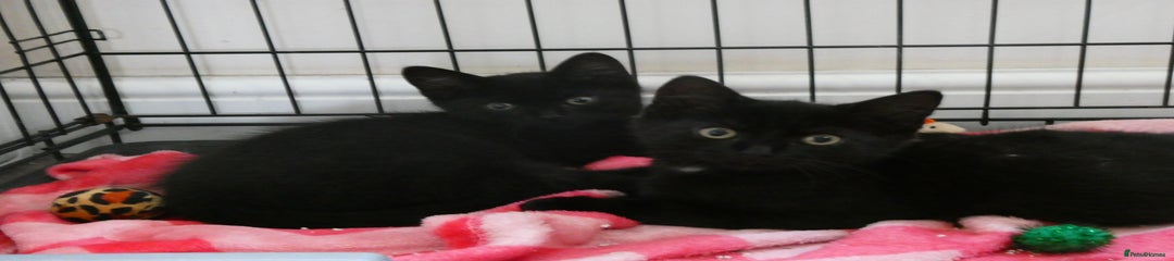 Girl (pictured on left)