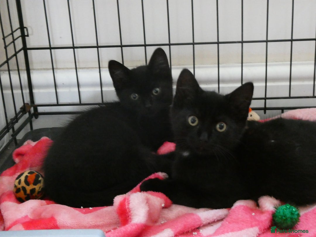 Domestic Shorthair cats for sale: 2 black kittens,  (approx 9 months old) - Image 2