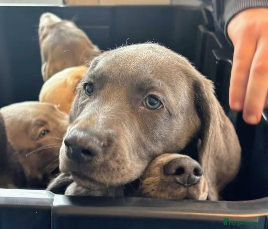 Mixed Breed dogs Weimaraner cross - Advert 5