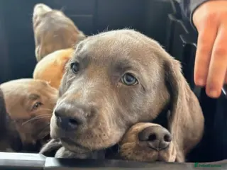 Mixed Breed dogs Weimaraner cross - Advert 5