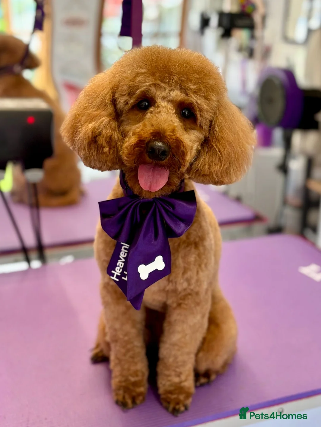 Toy Poodle dogs for sale: Beautiful red toy poodle Peggie  - Advert 1