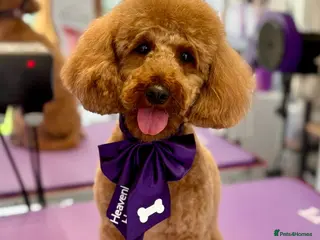 Toy Poodle dogs Beautiful red toy poodle Peggie - Advert 10