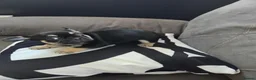 Frug dogs for sale: 3 frugs - Advert 4