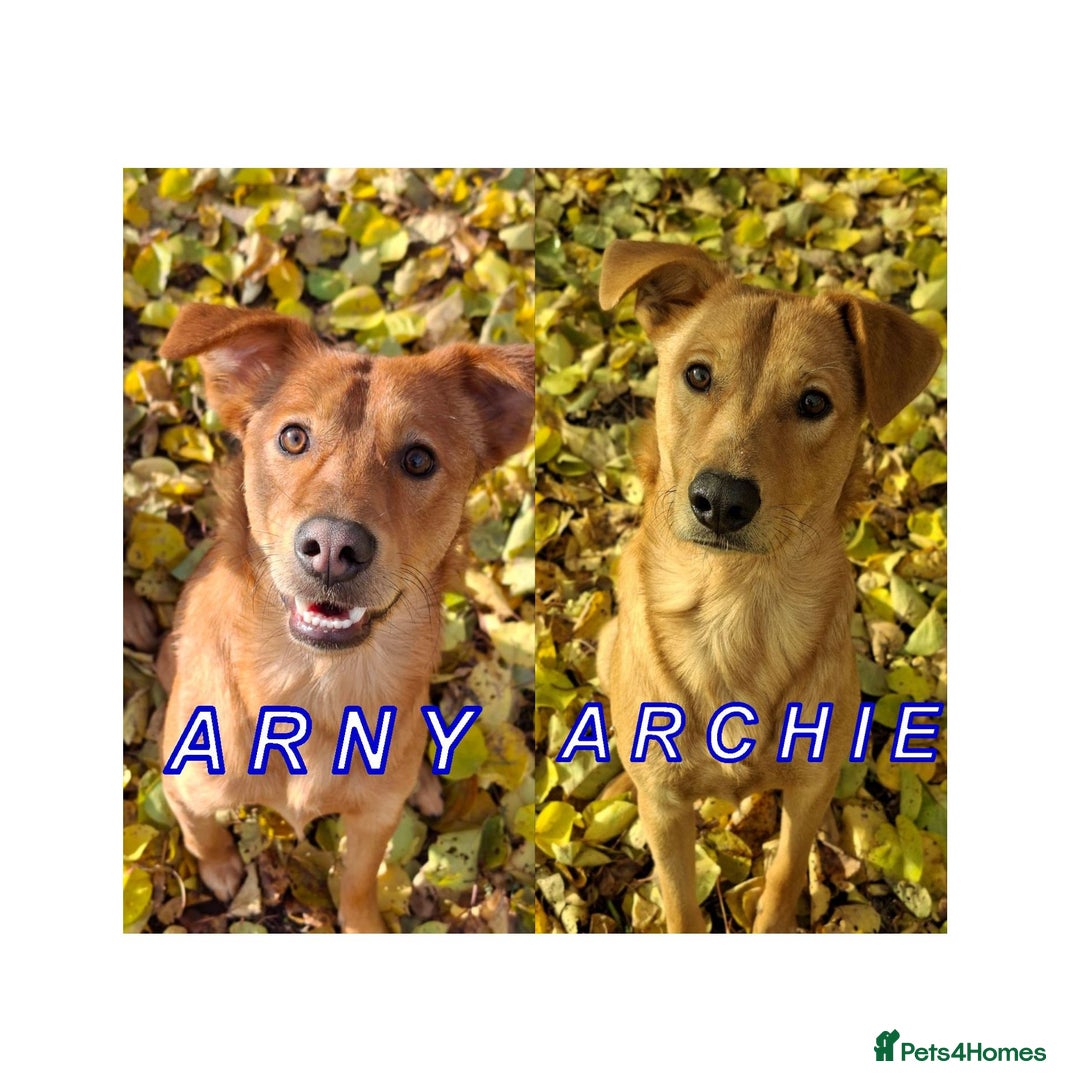 Mixed Breed dogs for adoption: URGENT: 💙ARCHIE & ARNY – Two Ginger Love-Bugs💙 - Advert 1